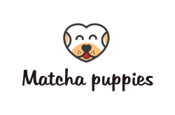 Matcha puppies